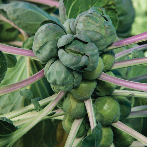 Close-up of multiple green Brussels sprouts clustered on a thick stalk with purple stems.