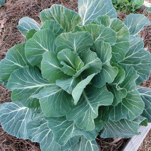Fresh collard greens plant with large green leaves, prominent white veins, growing in a mulched garden bed.