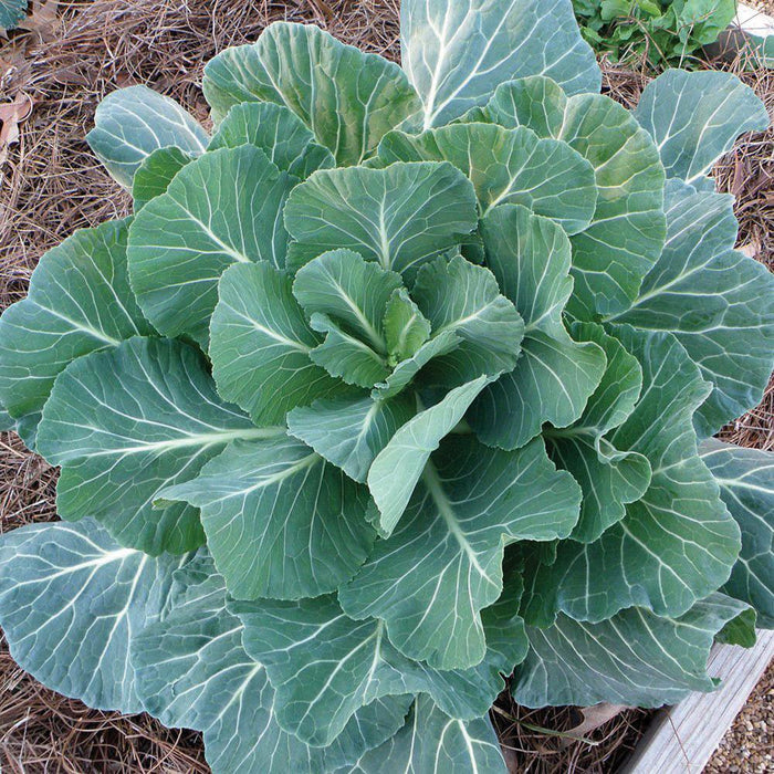 Fresh collard greens plant with large green leaves, prominent white veins, growing in a mulched garden bed.
