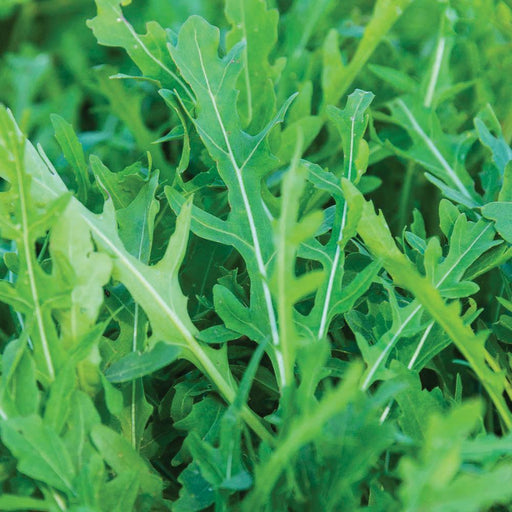 Vibrant green arugula leaves with prominent white veins. Fresh, healthy, organic leafy greens for salads.
