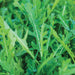Vibrant green arugula leaves with prominent white veins. Fresh, healthy, organic leafy greens for salads.