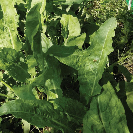 Fresh green sorrel leaves thriving in a garden, with a small grasshopper on a broad leaf. Healthy organic greens.