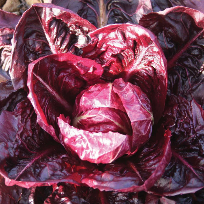 Red radicchio head, fresh dark crimson chicory vegetable leaves.