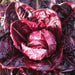 Red radicchio head, fresh dark crimson chicory vegetable leaves.