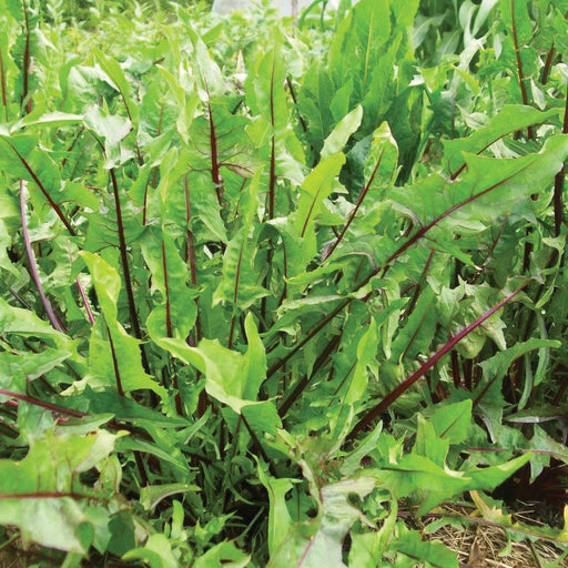 Vibrant red-veined chicory leaves, fresh and green, growing in a garden. Healthy salad greens.
