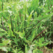 Vibrant red-veined chicory leaves, fresh and green, growing in a garden. Healthy salad greens.