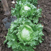 Fresh iceberg lettuce heads growing in rich garden soil. A small trowel is visible, ready for harvesting.