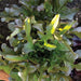 Close-up of lush red leaf lettuce growing in dark soil, with sunlit green leaves. Fresh garden greens.