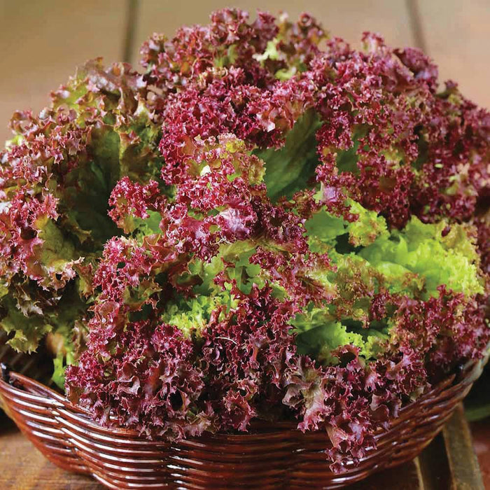 Fresh Lollo Rosso lettuce with vibrant red and green frilly leaves in a woven basket. Healthy salad greens.