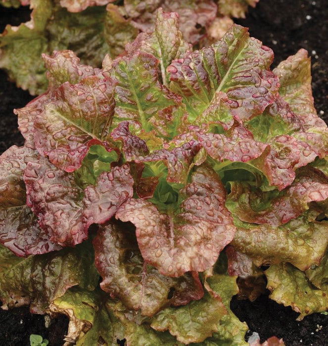 Vibrant red and green leaf lettuce with water droplets, growing in dark soil. Fresh garden salad greens.