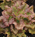 Vibrant red and green leaf lettuce with water droplets, growing in dark soil. Fresh garden salad greens.
