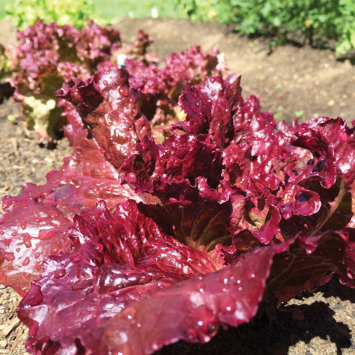 Close-up of dewy red leaf lettuce growing in a garden. Fresh, organic vegetables, healthy harvest.