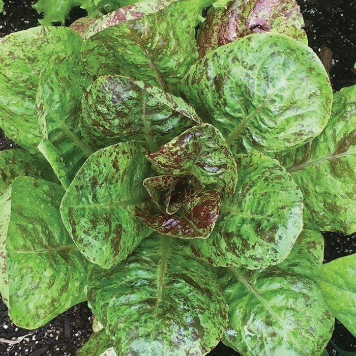 Fresh green romaine lettuce with red speckles, growing in soil. Healthy leafy greens, perfect for salads.