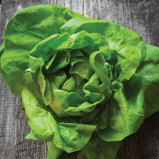 Fresh green butter lettuce head on rustic wooden table. Healthy organic salad vegetable.