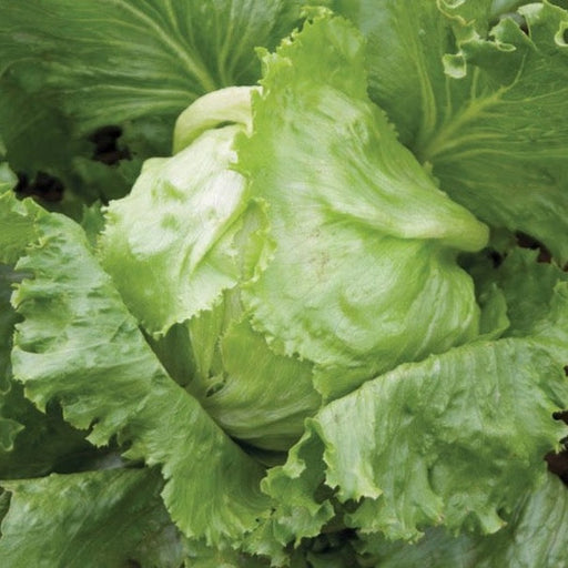Fresh green iceberg lettuce head. Crisp garden vegetable, ideal for healthy salads.