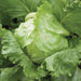 Fresh green iceberg lettuce head. Crisp garden vegetable, ideal for healthy salads.