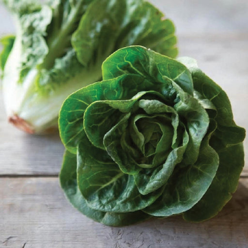 Fresh green Romaine and butter lettuce heads on rustic wood. Healthy organic salad greens.
