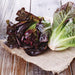 Fresh red and green romaine lettuce on burlap and wood. Healthy salad greens.