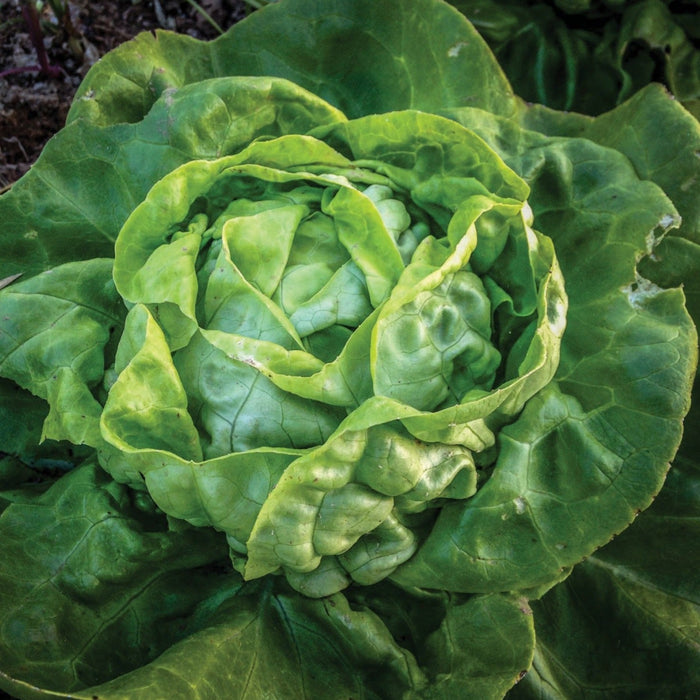 Garden fresh green lettuce head, organically grown. Healthy vegetable for salads.