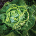 Garden fresh green lettuce head, organically grown. Healthy vegetable for salads.