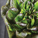 Vibrant fresh red leaf lettuce with green and purple leaves, glistening water droplets. Perfect for healthy salads.