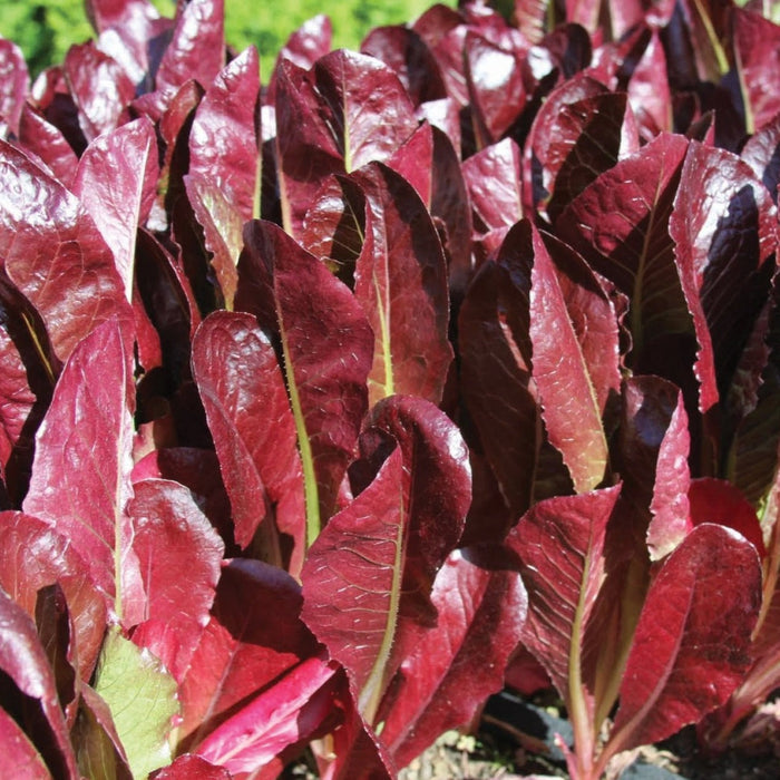 Vibrant red romaine lettuce plants thrive in a sunny garden. Fresh, organic leafy greens for healthy eating.