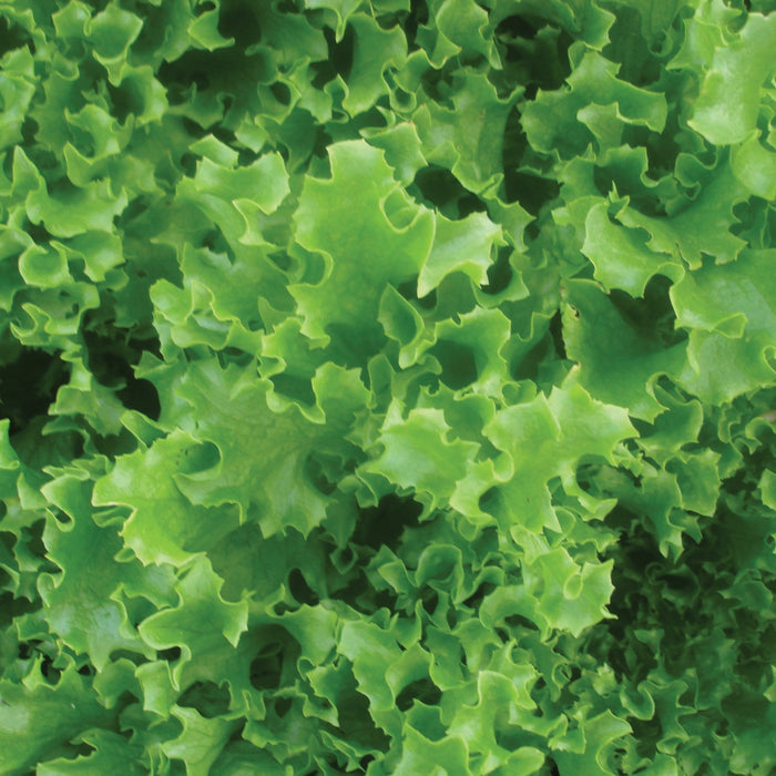 Vibrant green curly leaf lettuce, fresh organic salad greens.