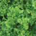 Vibrant green curly leaf lettuce, fresh organic salad greens.