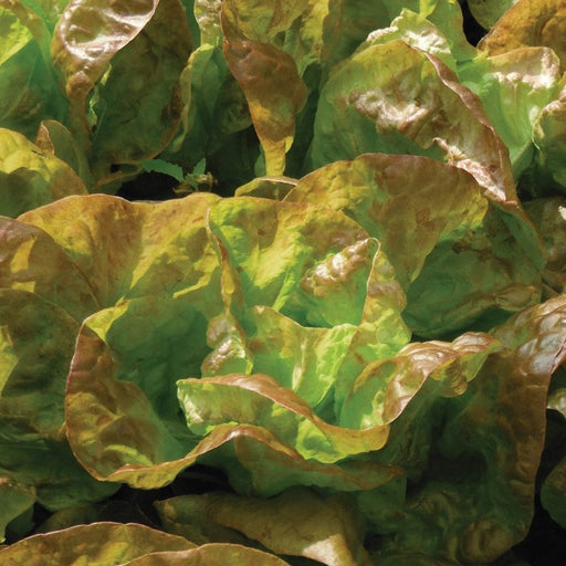 Vibrant red and green lettuce head, fresh from the garden. Healthy, crisp salad greens.