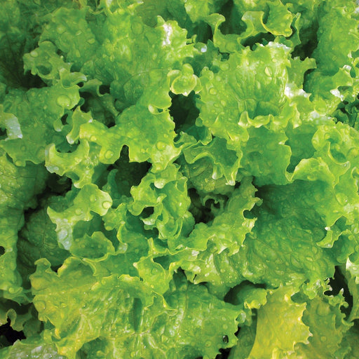 Vibrant green lettuce leaves with fresh water droplets. Crisp, healthy salad greens, fresh vegetable produce.