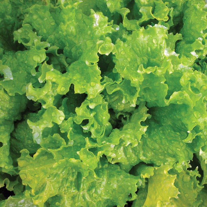 Vibrant green lettuce leaves with fresh water droplets. Crisp, healthy salad greens, fresh vegetable produce.