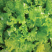 Vibrant green lettuce leaves with fresh water droplets. Crisp, healthy salad greens, fresh vegetable produce.