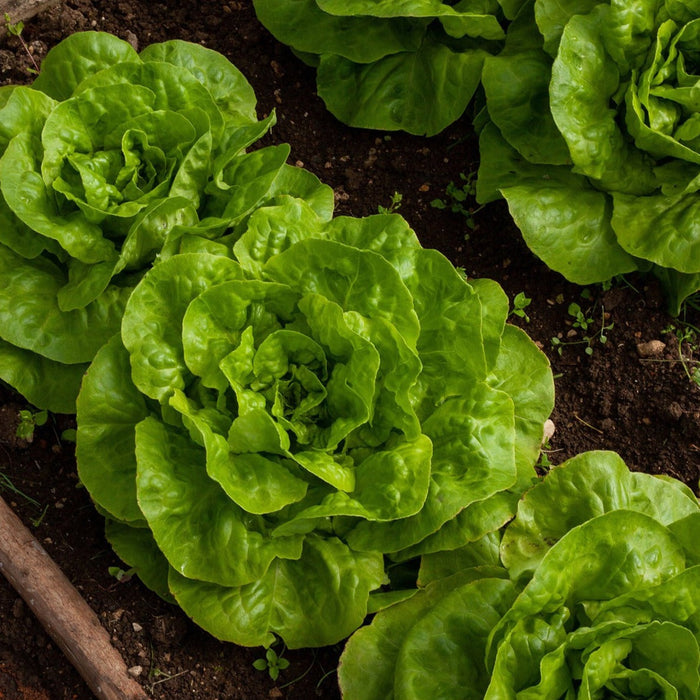 Lush green lettuce plants growing in dark garden soil. Fresh organic vegetables ready for harvest.