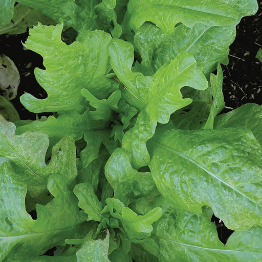 Bright green loose leaf lettuce growing in a garden. Fresh, crisp organic salad greens.