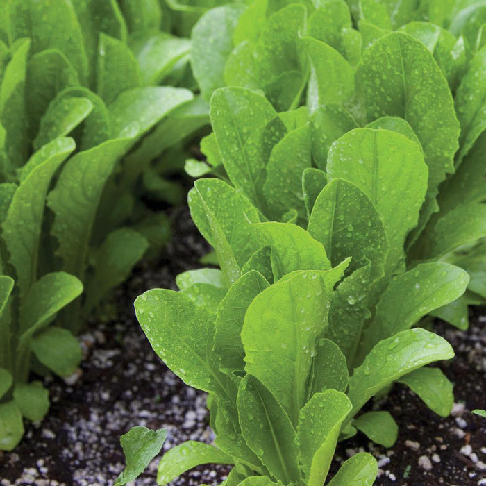 Vibrant green lettuce plants growing in soil with fresh water droplets. Healthy garden vegetables.
