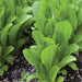 Vibrant green lettuce plants growing in soil with fresh water droplets. Healthy garden vegetables.