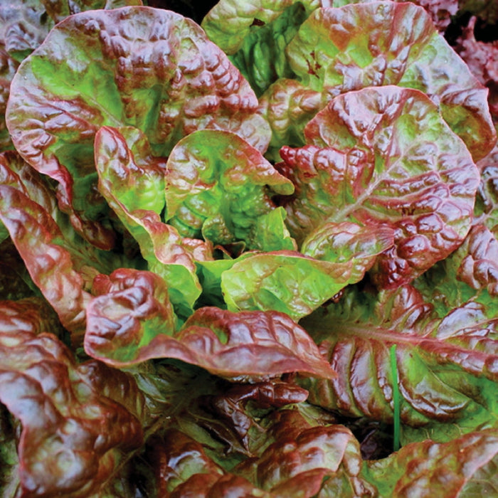 Fresh red leaf lettuce with green centers, vibrant and healthy. Ideal for garden salads.
