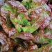 Fresh red leaf lettuce with green centers, vibrant and healthy. Ideal for garden salads.
