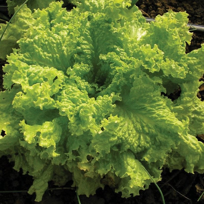 Vibrant light green frilly lettuce head growing in soil. Fresh garden vegetable, leafy greens.
