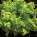 Vibrant light green frilly lettuce head growing in soil. Fresh garden vegetable, leafy greens.