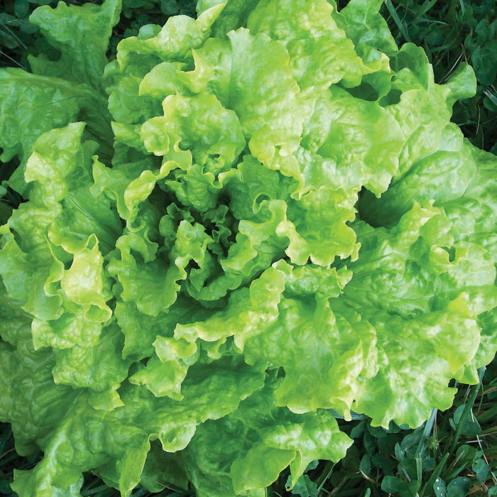 Fresh green lettuce head, crisp and vibrant, with crinkled leaves. Healthy garden vegetable.