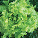 Fresh green lettuce head, crisp and vibrant, with crinkled leaves. Healthy garden vegetable.