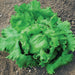 Crisp green iceberg lettuce head growing in healthy garden soil.
