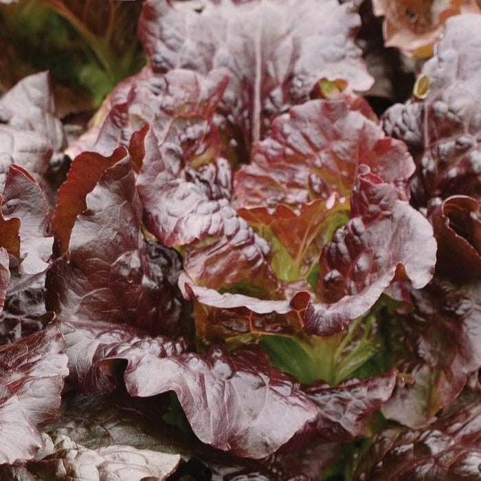 Vibrant red loose-leaf lettuce with ruffled leaves, fresh healthy organic salad greens.