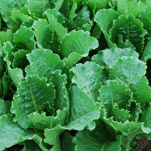 Fresh, vibrant green Romaine lettuce plants growing in soil. Healthy, organic leafy vegetables.