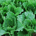 Fresh, vibrant green Romaine lettuce plants growing in soil. Healthy, organic leafy vegetables.