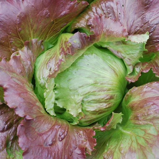 Vibrant red and green lettuce head, close-up. Fresh salad greens, healthy vegetable.