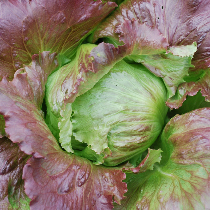 Vibrant red and green lettuce head, close-up. Fresh salad greens, healthy vegetable.