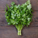 Fresh green parsley bunch tied with a band on dark wooden background. Culinary herb.