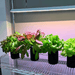 Indoor garden of vibrant red and green lettuce plants under a bright LED grow light on a wire shelf.